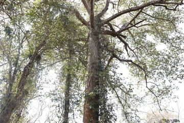 tree in forest