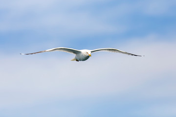 Seagull flying