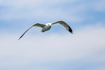 Seagull flying