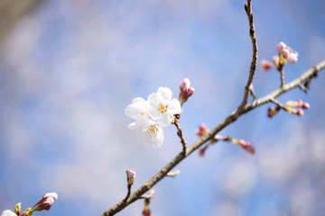 桜