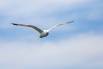 Seagull flying