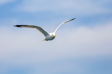 Seagull flying