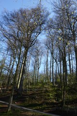 Bruxelles ((Belgique) : Parc Duden de Forest