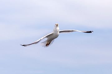 A hungry seagull