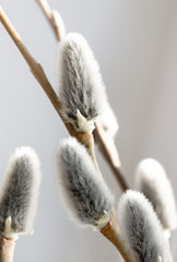 willow gray fluffy bumps removed closely on a light background
