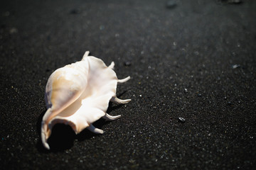 big seashell spider conch (lambis truncata) on black sand coast