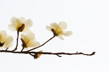 White magnolia flower.