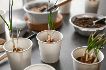 Pots with fresh plants on table
