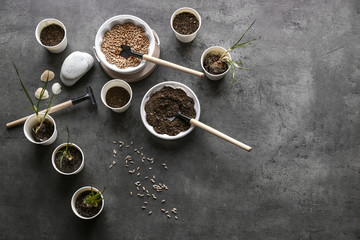 Fototapeta na wymiar Pots with plants, soil, seeds and gardening tools on grey table