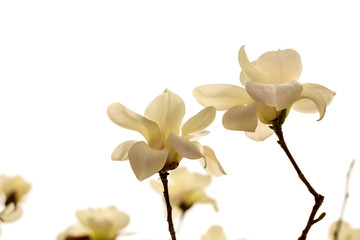 White magnolia flower.