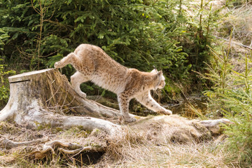 Luchs Pirsch