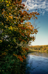 The maple on the Bank of the river tilted the branches with yellowed autumn foliage over the rapid flow on a Sunny day in early autumn in Russia.