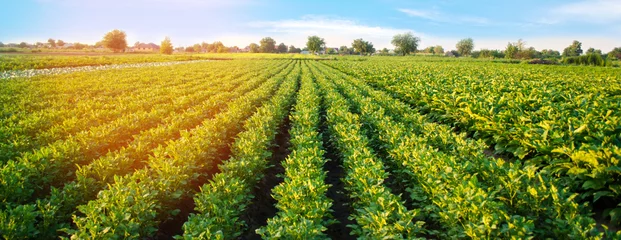 Foto op Plexiglas Aardappelplantages groeien in het veld. groente rijen. landbouw, landbouw. Landschap met landbouwgrond. gewassen. banner © Andrii Yalanskyi