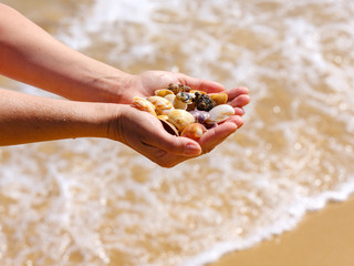 Hands holding sea shells