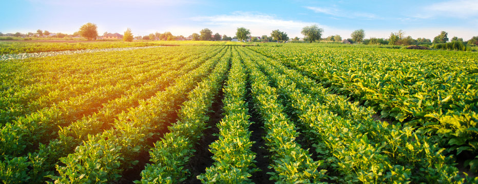 Potato plantations grow in the field. vegetable rows. farming, agriculture. Landscape with agricultural land. crops. Banner