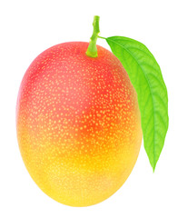 Freshly picked single mango with green leaf.