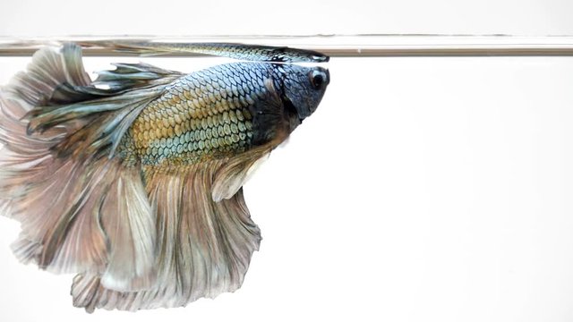 gorgeous siamese fighting fish Betta splendens, Thai Fighting Fish or betta, gold blue and green Thailand flag half moon. Super slow motion -HD