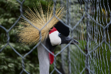 Żuraw koroniasty © alchod