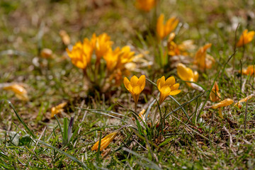 The crocus with yellow flowers (Crocus ancyrensis)grows in its natural habitat.