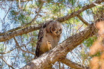 Immature owl standing on branch
