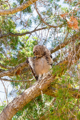 Immature owl standing on branch