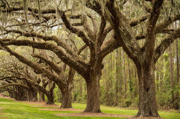 Fototapeta premium Boone Hall pantation in Charleston SC USA
