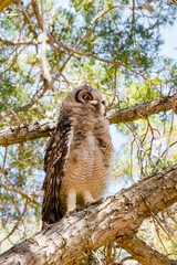 Immature owl standing on branch
