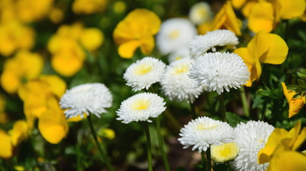 Gelbe und weiße Frühlingsblumen