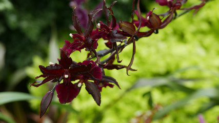 Obraz premium Burgundy deep color orchids nice contrast with green background