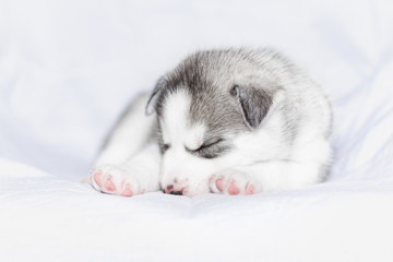 Fototapeta na wymiar Cute siberian husky puppy sitting on white background
