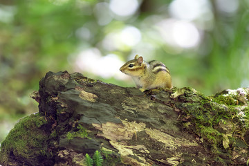 Adorable little chipmunk resting on a rotten tree trunk