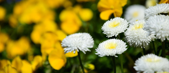 Gelbe und weiße Frühlingsblumen im Beet