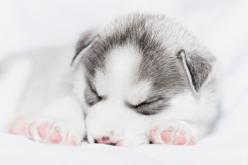 Cute siberian husky puppy sitting on white background © voltgroup