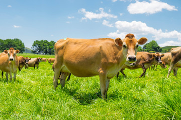 Jersey cows in a field in South Africa © cameron1983