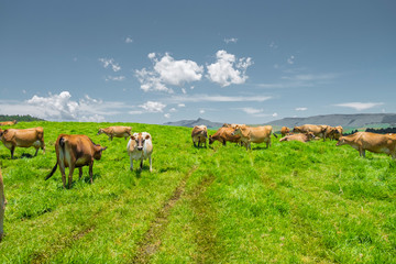 Fototapeta na wymiar Jersey cows in a field in South Africa