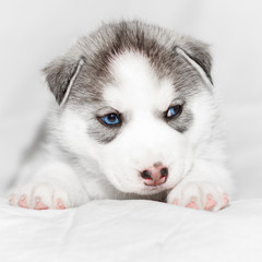 Cute siberian husky puppy sitting on white background