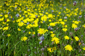 Green field with yellow dandelions. Closeup of yellow spring flowers. Selective focus.