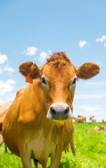 Jersey cows in a field in South Africa
