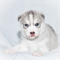 Cute siberian husky puppy sitting on white background