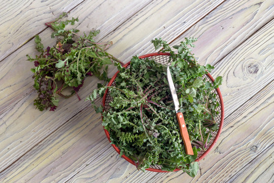 Harvest plants sow thistle (Sonchus oleraceus) on the wooden table (Greek cuisine)
