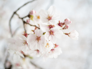 桜の花のアップ