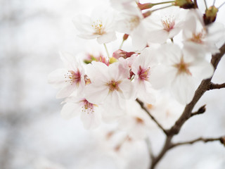 Obraz premium 桜の花のアップ