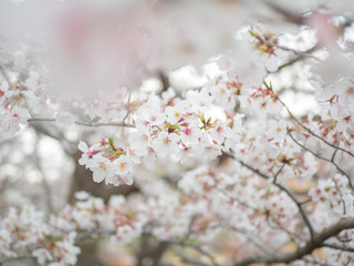 桜の花のアップ