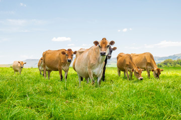 Jersey cows in a field in South Africa