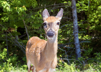 White tailed Deer (Odocoileus Virginianus) close-up in the forest