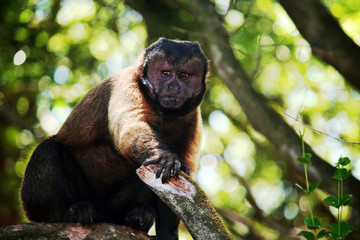 Gros singe capucin