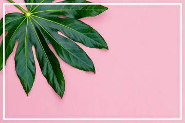 Fototapeta na wymiar Green big leaf on pink background