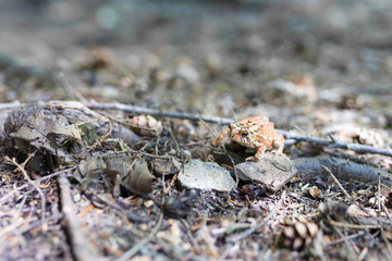 Curious orange frog on the footpath of the forest