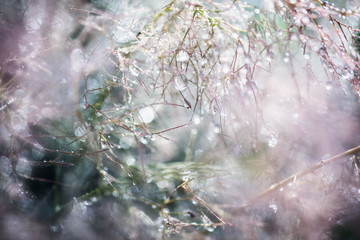 Original magical macro dew drops on violet and blue blurred background