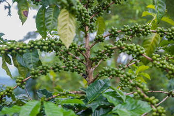 Coffee tree, Coffee tree from Thailand country
